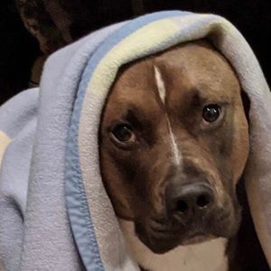 Meet your Posher, Regina